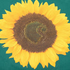 S/S Sunflower T-Shirt - Rainforest